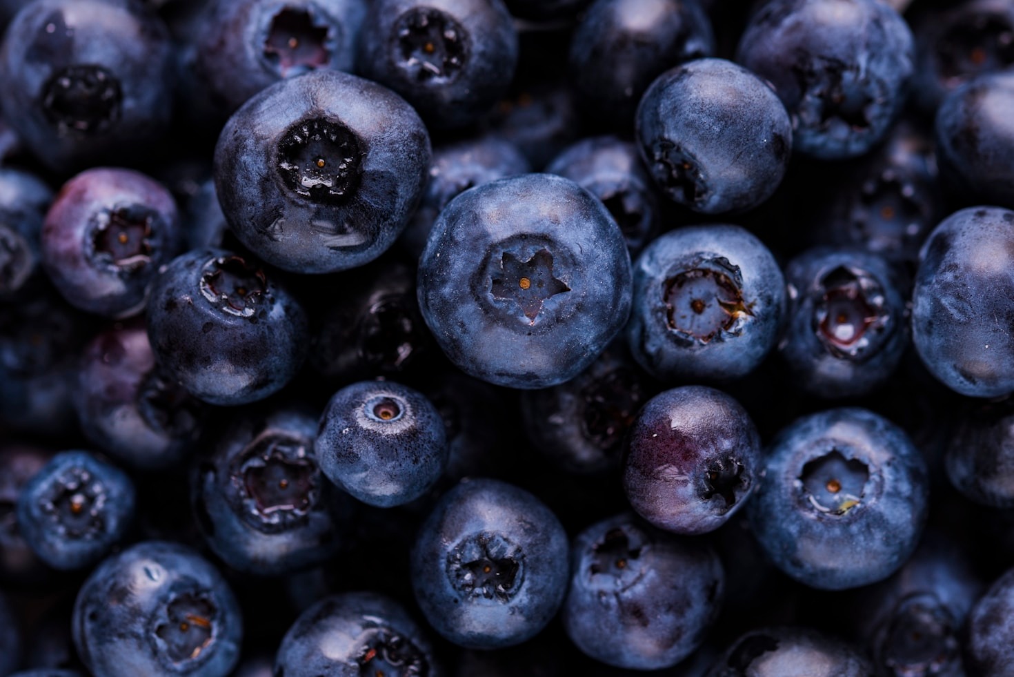 How Innovation Shapes the Future of Blueberry Cultivation