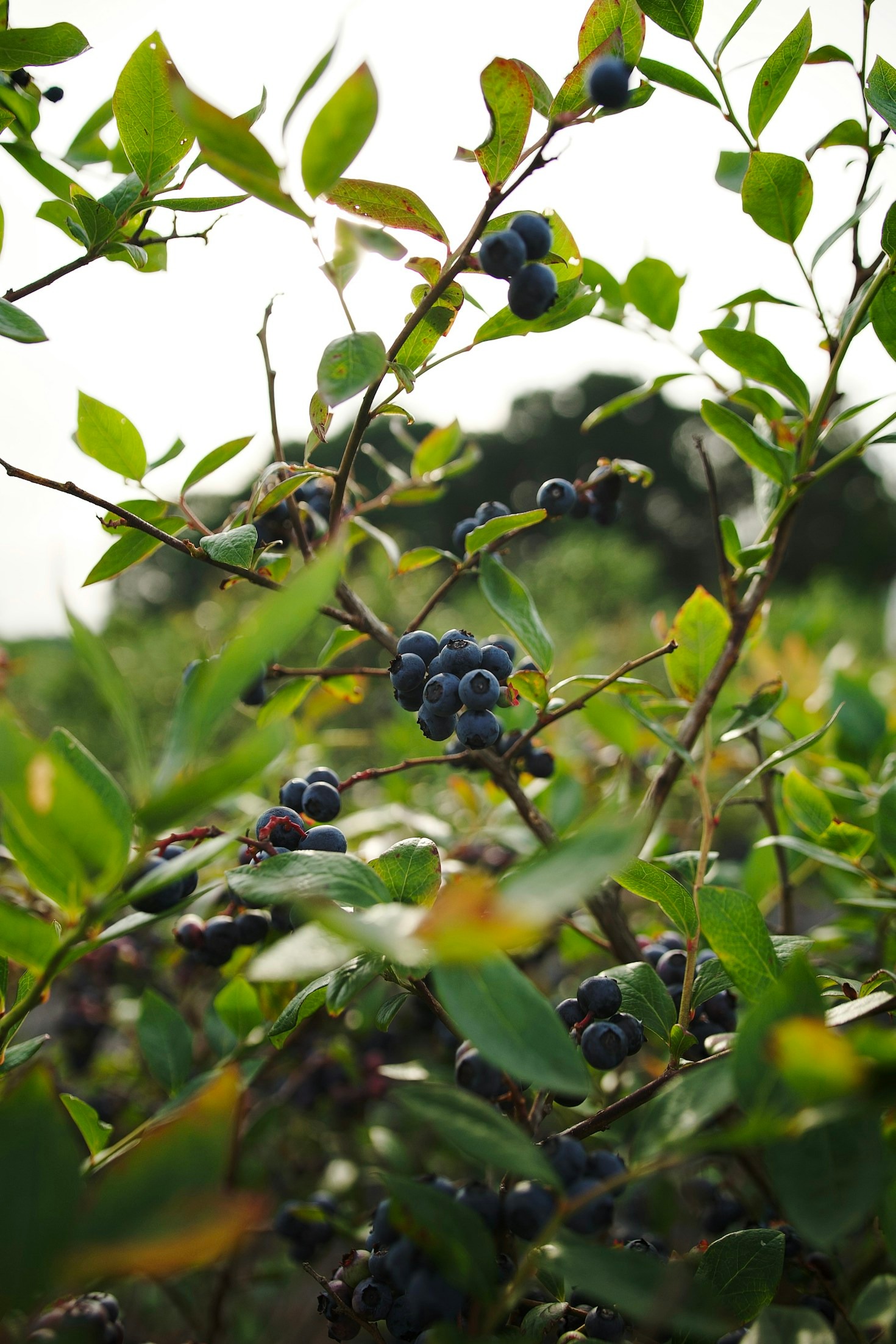 Behind the Scenes of Subachoque’s Premier Blueberry Fields